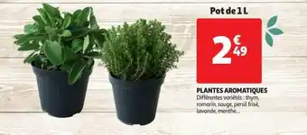 Auchan Plantes aromatiques offre