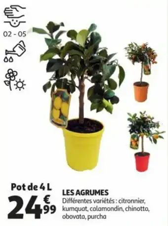 Auchan Les agrumes offre