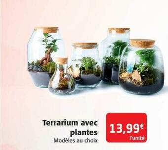 Terrarium avec plantes