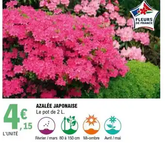 E.Leclerc Azalée Japonaise offre