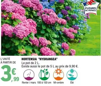 E.Leclerc Hortensia Hydrangea offre