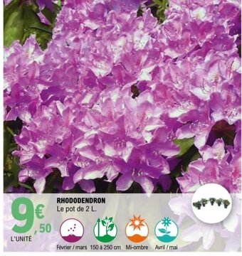 E.Leclerc Rhododendron offre