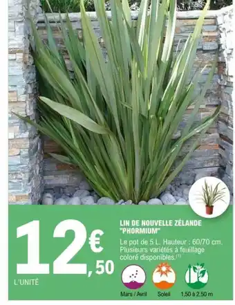 E.Leclerc Lin de Nouvelle Zélande Phormium offre