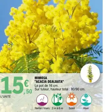 E.Leclerc Mimosa Acacia Dealbata offre
