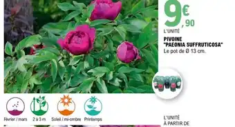 E.Leclerc Pivoine Paeonia Suffruticosa offre