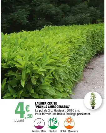 E.Leclerc Laurier Cerise Prunus Laurocerasus offre