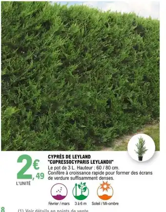 E.Leclerc Cyprès de Leyland Cupressocyparis Leylandi offre