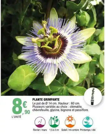 E.Leclerc Plante Grimpante offre