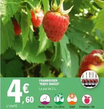 E.Leclerc Framboisier Ribes Idaeus offre