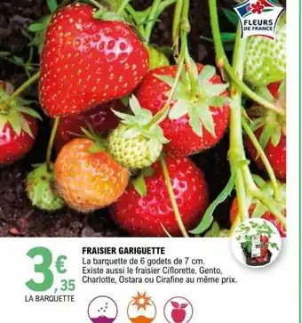 E.Leclerc Fraisier Gariguette offre