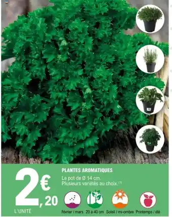 E.Leclerc Plantes Aromatiques offre