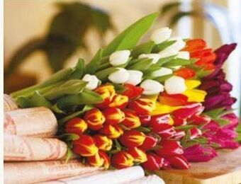 Bouquet de 14 tulipes
