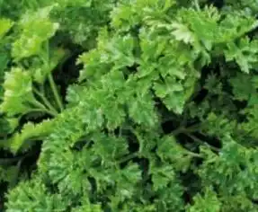 Auchan Plantes aromatiques offre