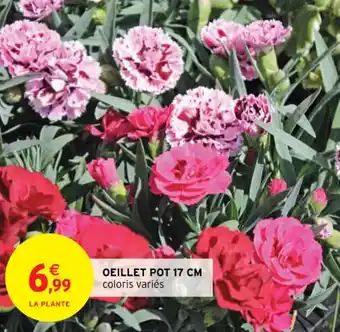 Oeillet pot 17 cm