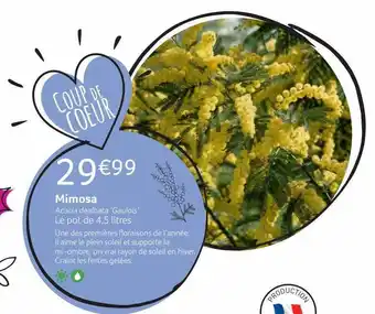 VillaVerde Mimosa offre