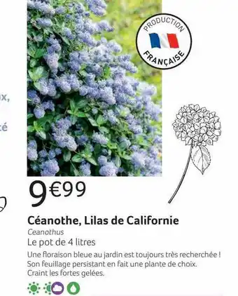 Céanothe, lilas de californie