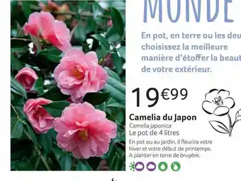 VillaVerde Camelia du japon offre