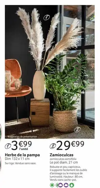 Herbe de la pampa zamioculcas