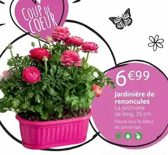 VillaVerde Jardinière de renoncules offre