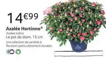 Azalée hortinno