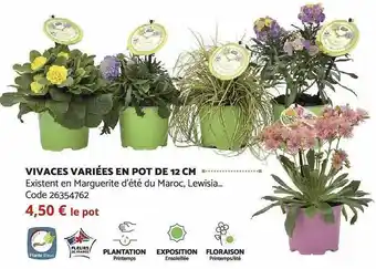 Vivaces variées en pot de 12 cm