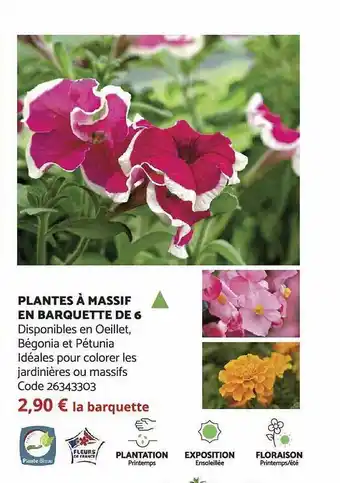 Bricomarché Plantes à massif en barquette de 6 offre