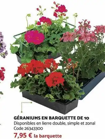 Bricomarché Géraniums en barquette de 10 offre