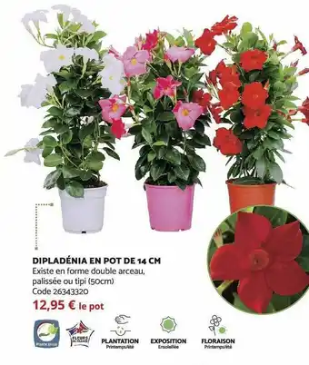 Bricomarché Dipladénia en pot de 14 cm offre