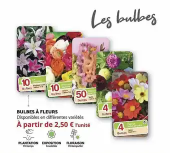 Bricomarché Bulbes à fleurs offre
