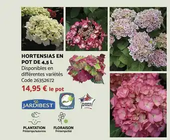 Bricomarché Hortensias en pot de 4,5 l jardibest offre