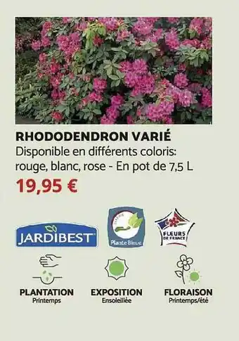Rhododendron varié