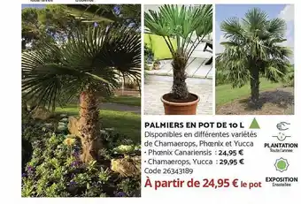 Bricomarché Palmiers en pot de 10 l offre