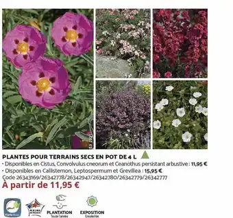 Plantes pour terrains secs en pot de 4 l