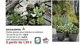 Succulentes
