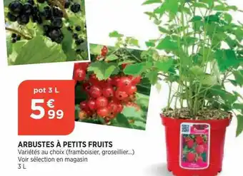 Bi1 Arbustes à petits fruits offre