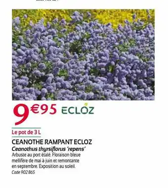 RAGT Jardin & Maison Ceanothe rampant ecloz offre