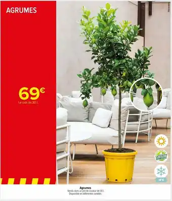 Carrefour Market Agrumes offre