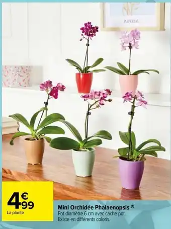 Carrefour Market Mini orchidée phalaenopsis offre