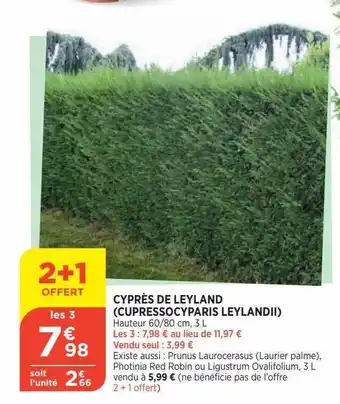 Cyprès de leyland (cupressocyparis leylandii)