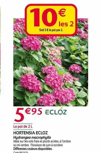 RAGT Jardin & Maison Hortensia ecloz offre