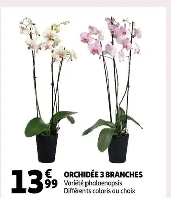 Auchan Orchidée 3 Branches offre