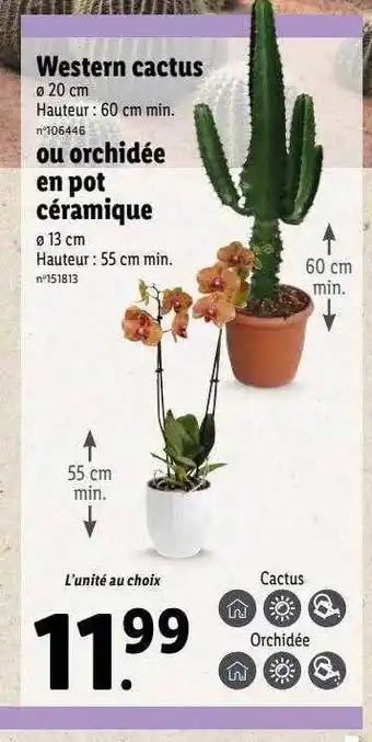 Lidl Western cactus ou orchidée en pot céramique offre