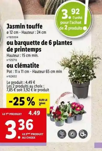Lidl Jasmin touffe ou barquette de 6 plantes de printemps ou clématite offre