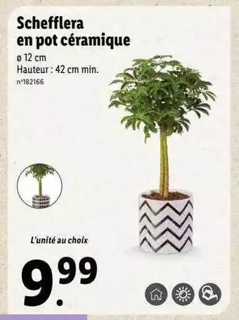 Lidl Schefflera en pot céramique offre