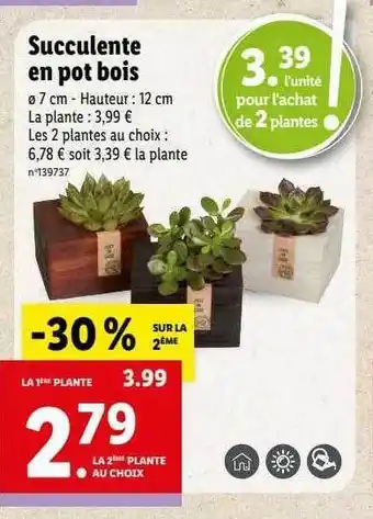 Lidl Succulente en pot bois offre