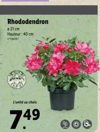 Rhododendron
