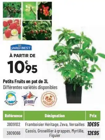 Bricorama Petits fruits en pot de 3l jardi best offre