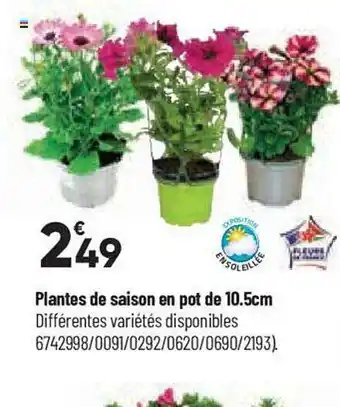 Bricorama Plantes de saison en pot de 10.5 cm offre