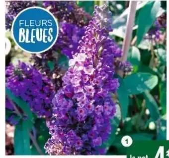 Cora x Carrefour Fleurs offre