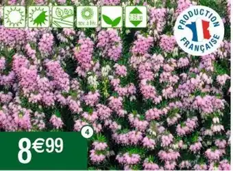 Cora x Carrefour Fleurs offre